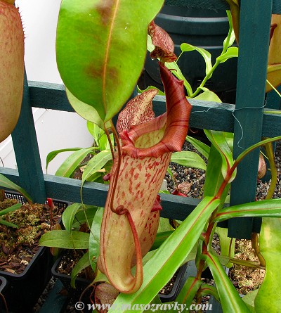 Nepenthes Tiveyi
