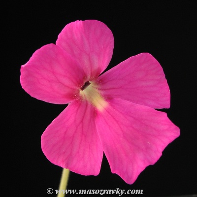 Pinguicula hybrid