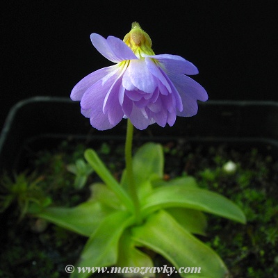 Pinguicula primuliflora Rosa