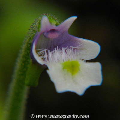 Pinguicula variegata