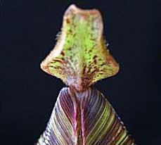 Nepenthes fusca