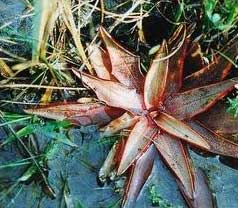 Pinguicula planifolia