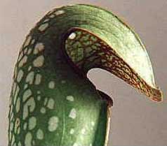 Sarracenia minor