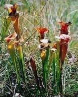 Sarracenia flava