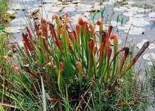 Sarracenia minor