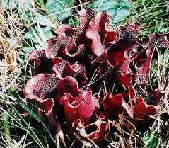 Sarracenia purpurea