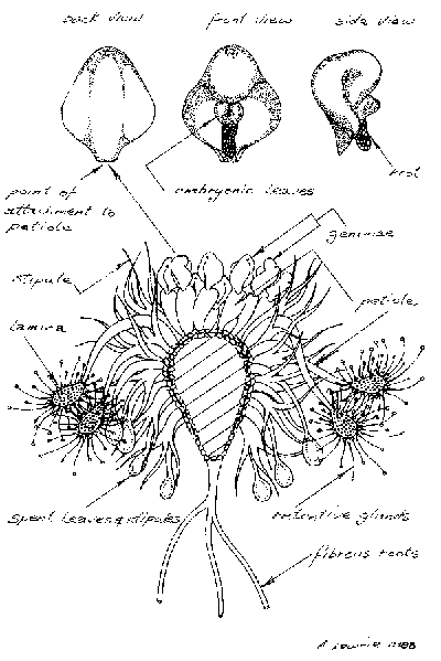 trpaslici_drosera_gemmy_rez