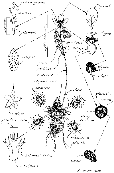 trpaslici_drosera_schema